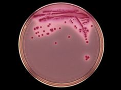 Образец микроорганизмов Escherihia coli K-12